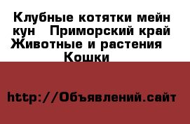 Клубные котятки мейн кун - Приморский край Животные и растения » Кошки   